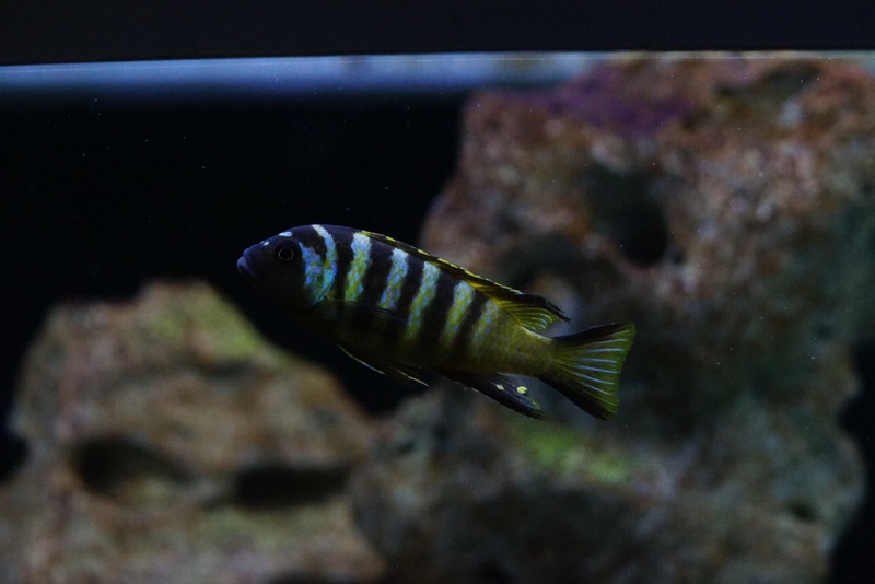 Maylandia melissa 'Chirwa Island'